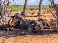 Rezerwat w Chobe (Botswana)